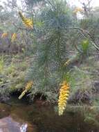 Image of Persoonia pinifolia R. Br.