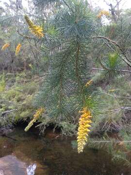 Image of Persoonia pinifolia R. Br.