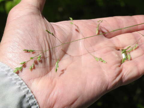 Image of <i>Poa <i>saltuensis</i></i> ssp. saltuensis