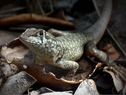 Image of Reinhardt's Lava Lizard