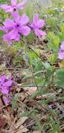 Sivun Phlox pilosa subsp. ozarkana (Wherry) Wherry kuva