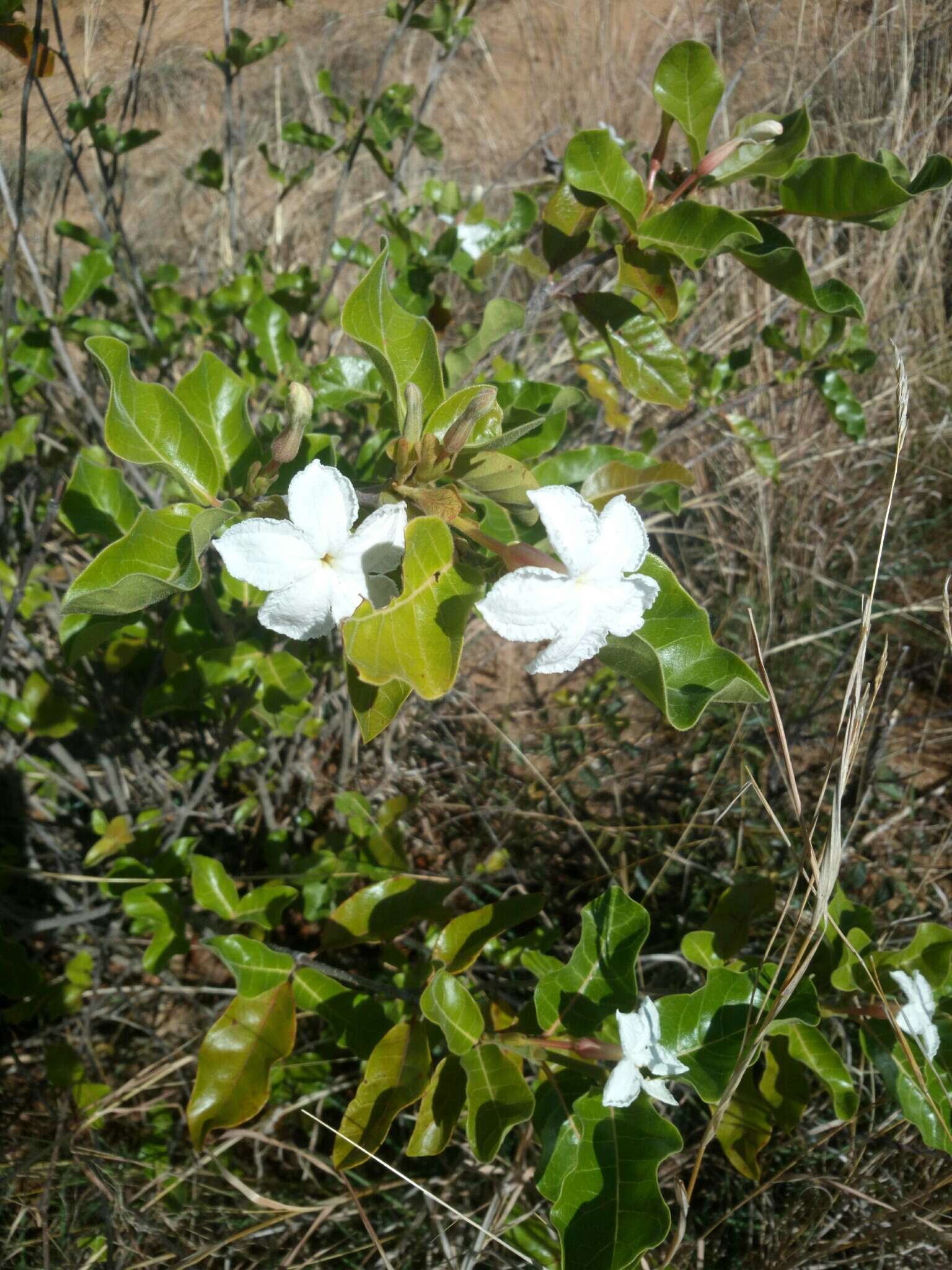 Image of Mascarenhasia lisianthiflora A. DC.