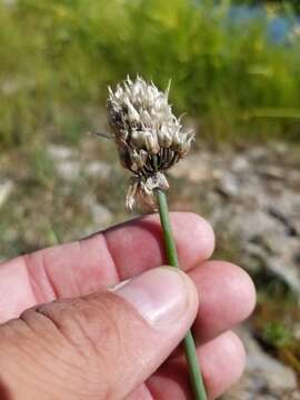 Image of wild chives