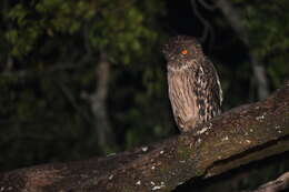 Image of Ketupa zeylonensis zeylonensis (Gmelin & JF 1788)