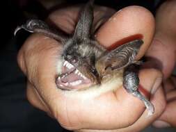 Image of Greater Mouse-eared Bat