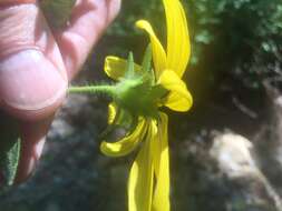 Image of starry rosinweed