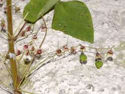 Sivun Euphorbia dioscoreoides subsp. dioscoreoides kuva