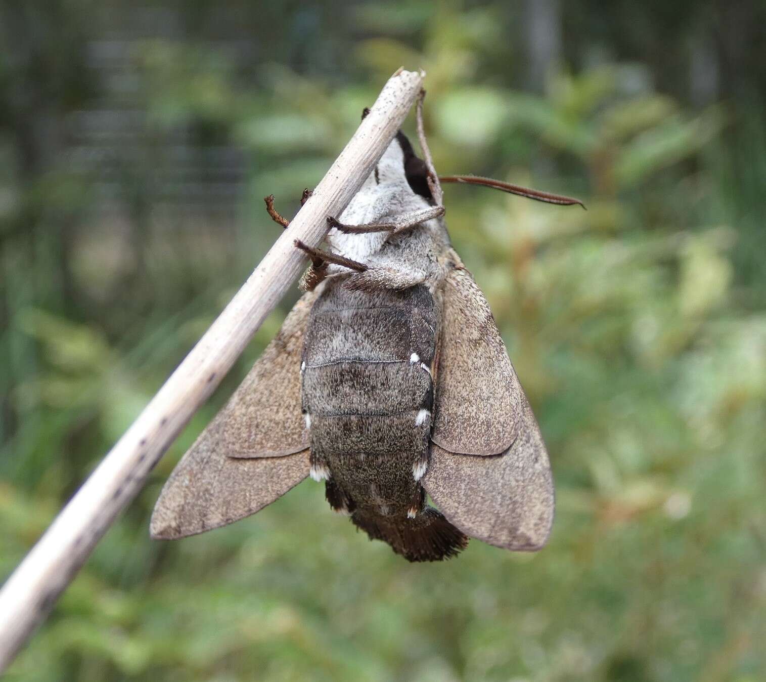 Image of Macroglossum errans