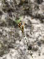 Sivun Bulbostylis ciliatifolia var. coarctata (Elliott) Kral kuva