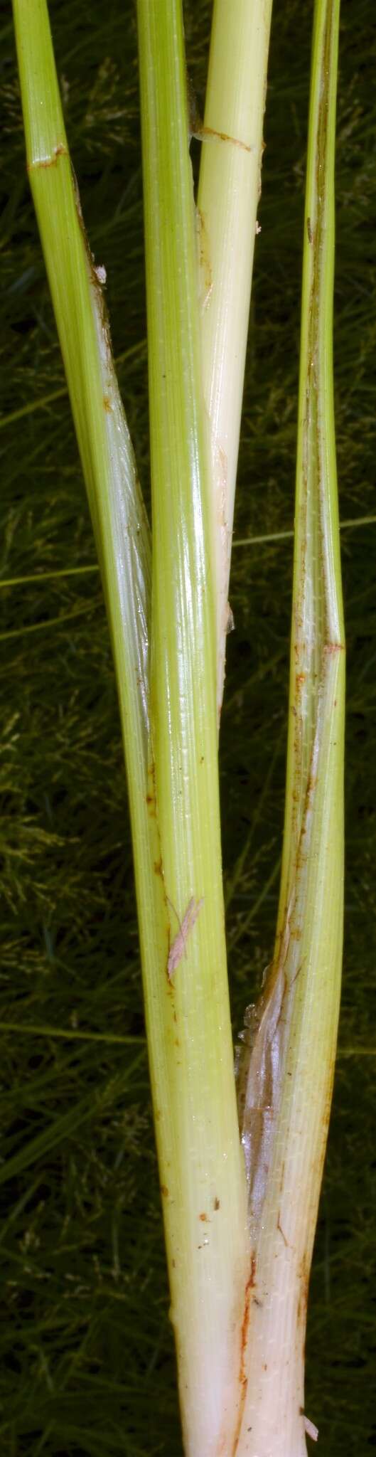 Imagem de Cyperus elegans L.