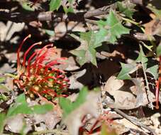 Image of Brisbane Ranges Grevillea