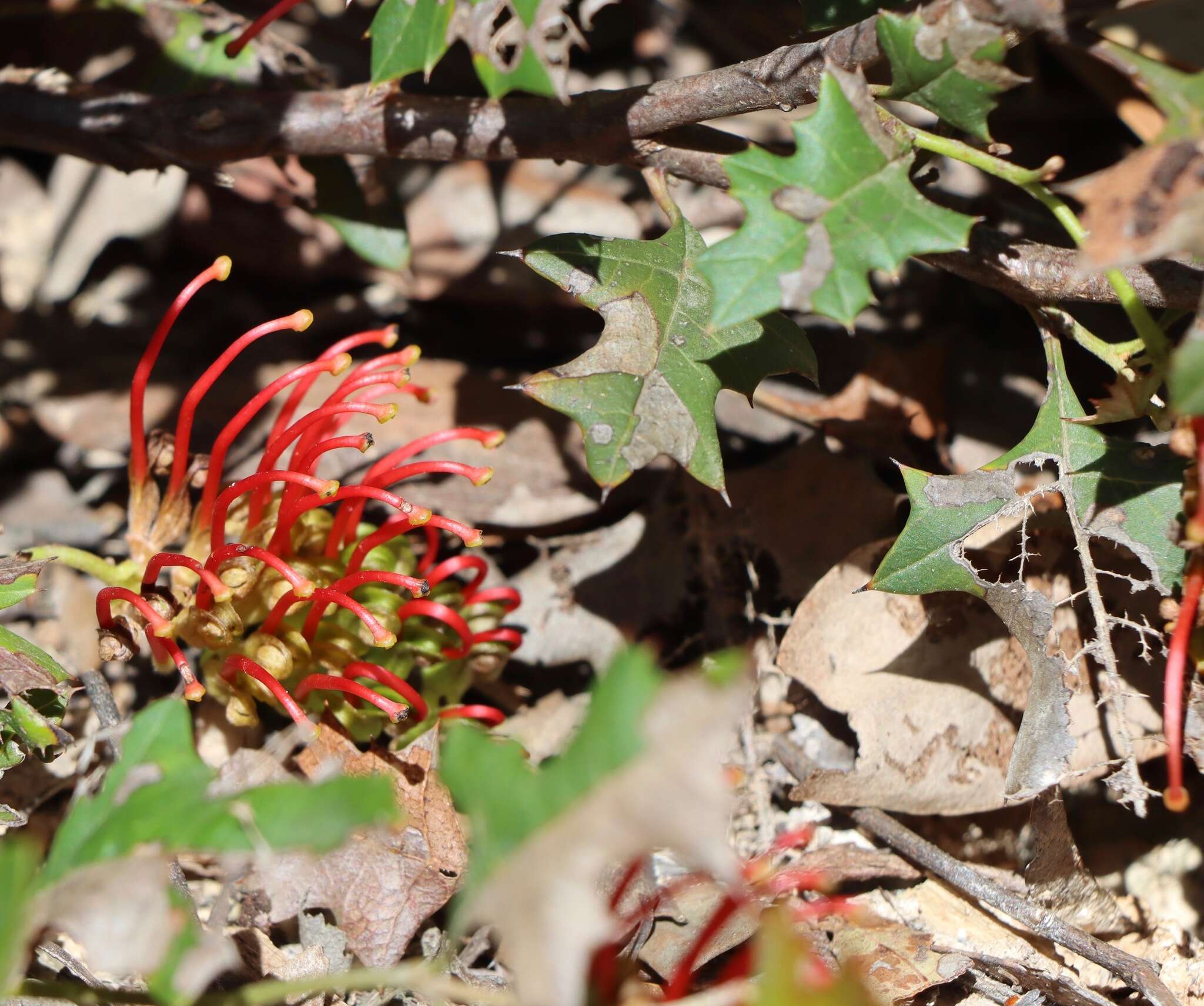 Plancia ëd Grevillea steiglitziana N. A. Wakefield