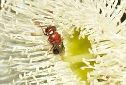 Image of Pachyprosopis eucyrta Exley 1972