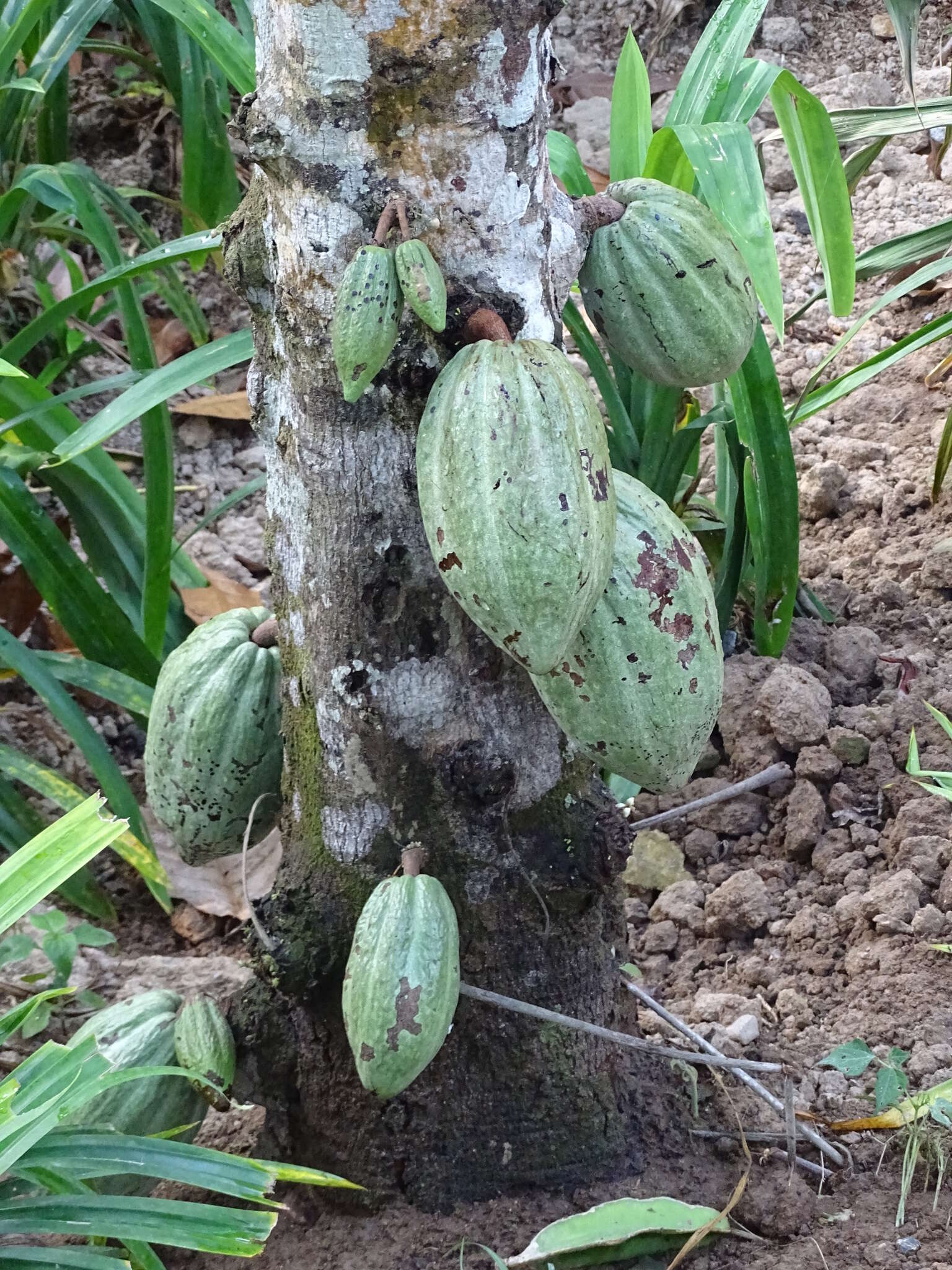 Image of cacao