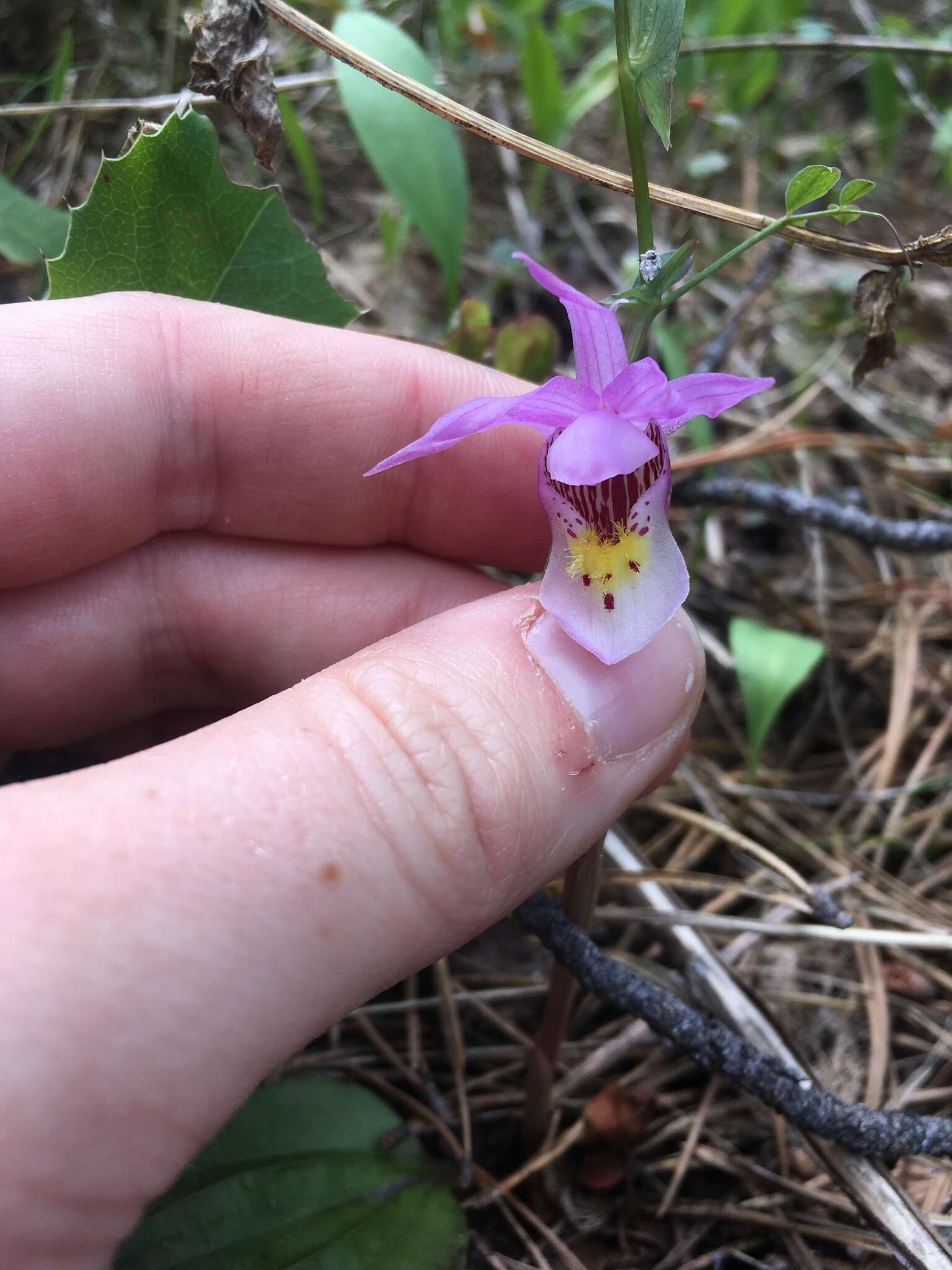 Image of fairy slipper