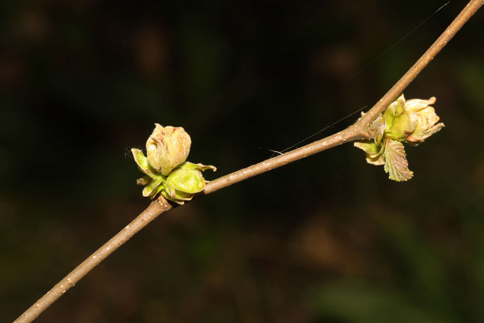 Imagem de Phytoptus avellanae Nalepa 1889