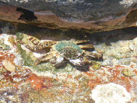 Image of Shore crab