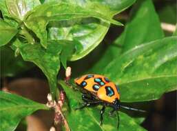 Слика од <i>Poecilocoris druraei</i>