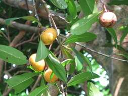 Image of Garcinia oblongifolia Champ. ex Benth.