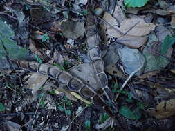 Imagem de Mucuna macrocarpa Wall.