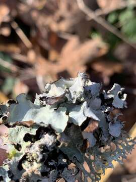 Image of Arnold's parmotrema lichen