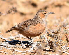 Imagem de Chersomanes Cabanis 1851