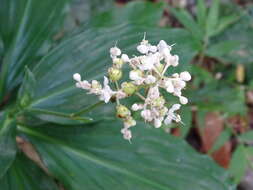 Image of Pollia secundiflora (Blume) Bakh. fil.