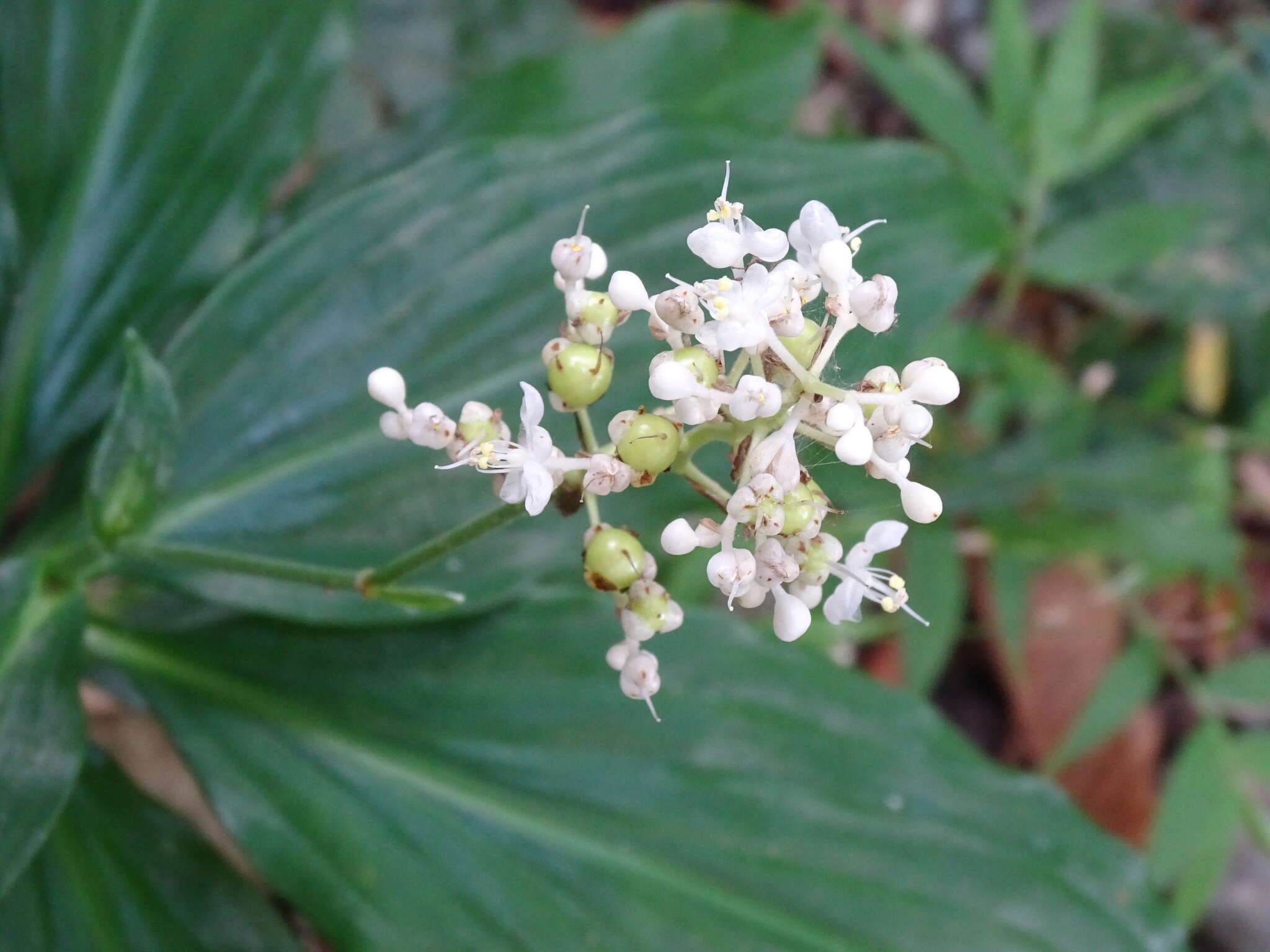 Image of Pollia secundiflora (Blume) Bakh. fil.