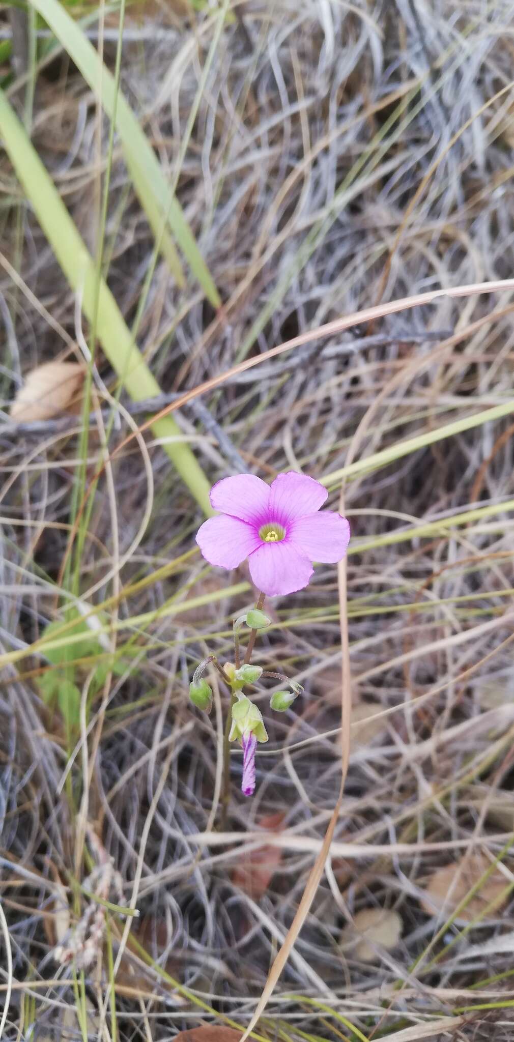 Image of Oxalis bifida Thunb.