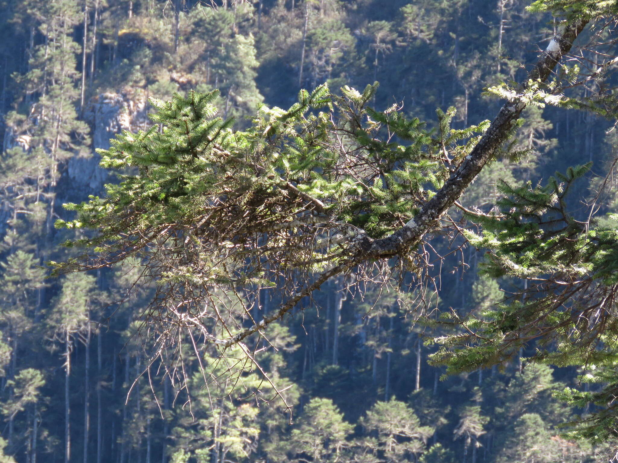 Image of Guatemalan Fir