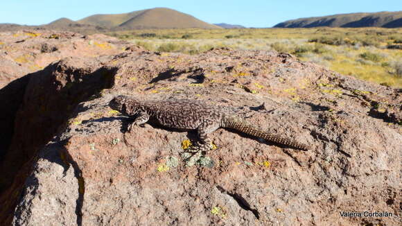 Image of Phymaturus roigorum Lobo & Abdala 2007