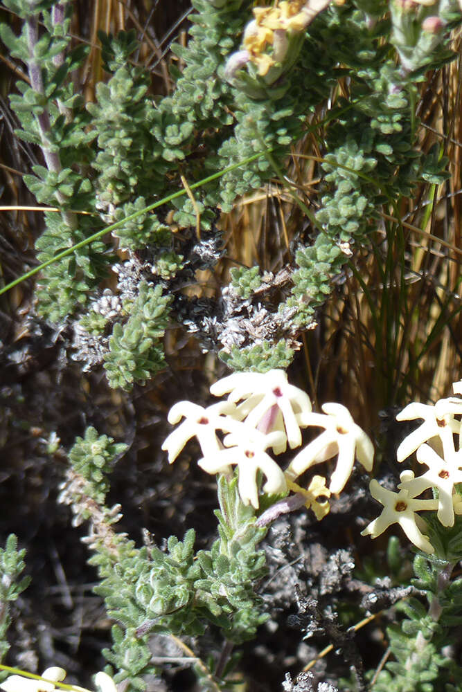 Image of Junellia tridactylites (Lag.) Moldenke