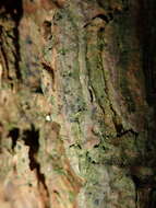 Image of dot lichen