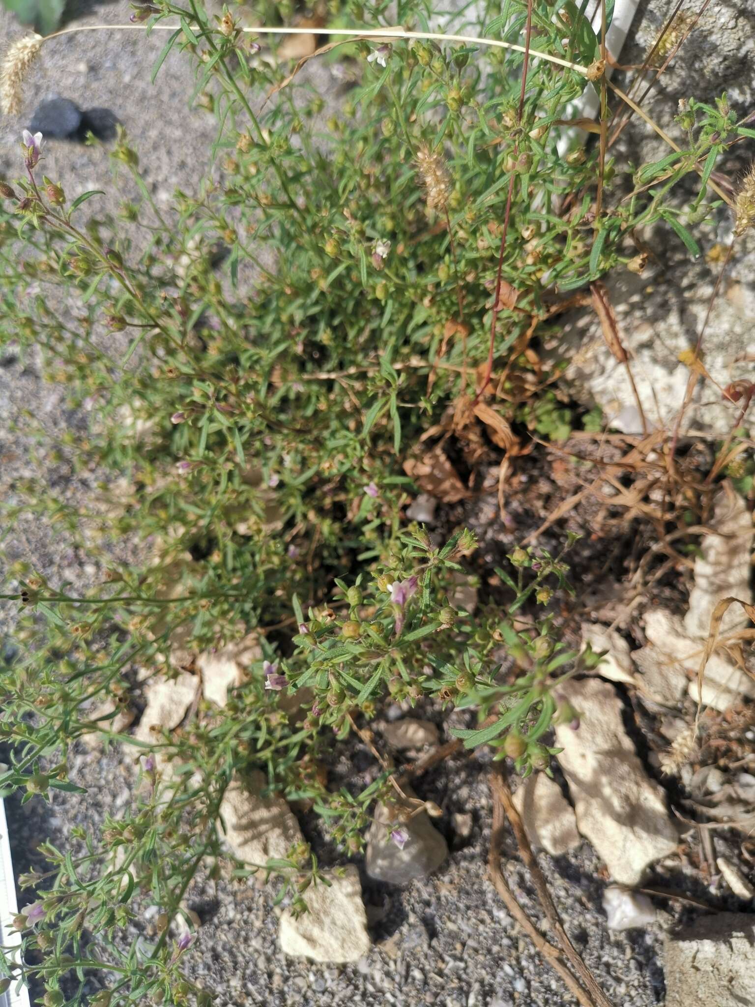 Sivun Chaenorhinum minus subsp. minus kuva