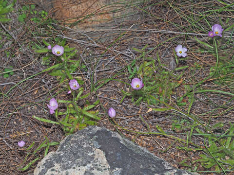 Image de Drosera liniflora Debbert