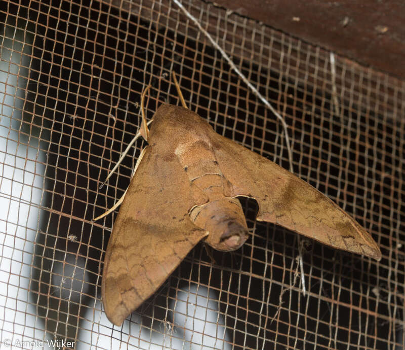 Image of False Fig Sphinx Moth