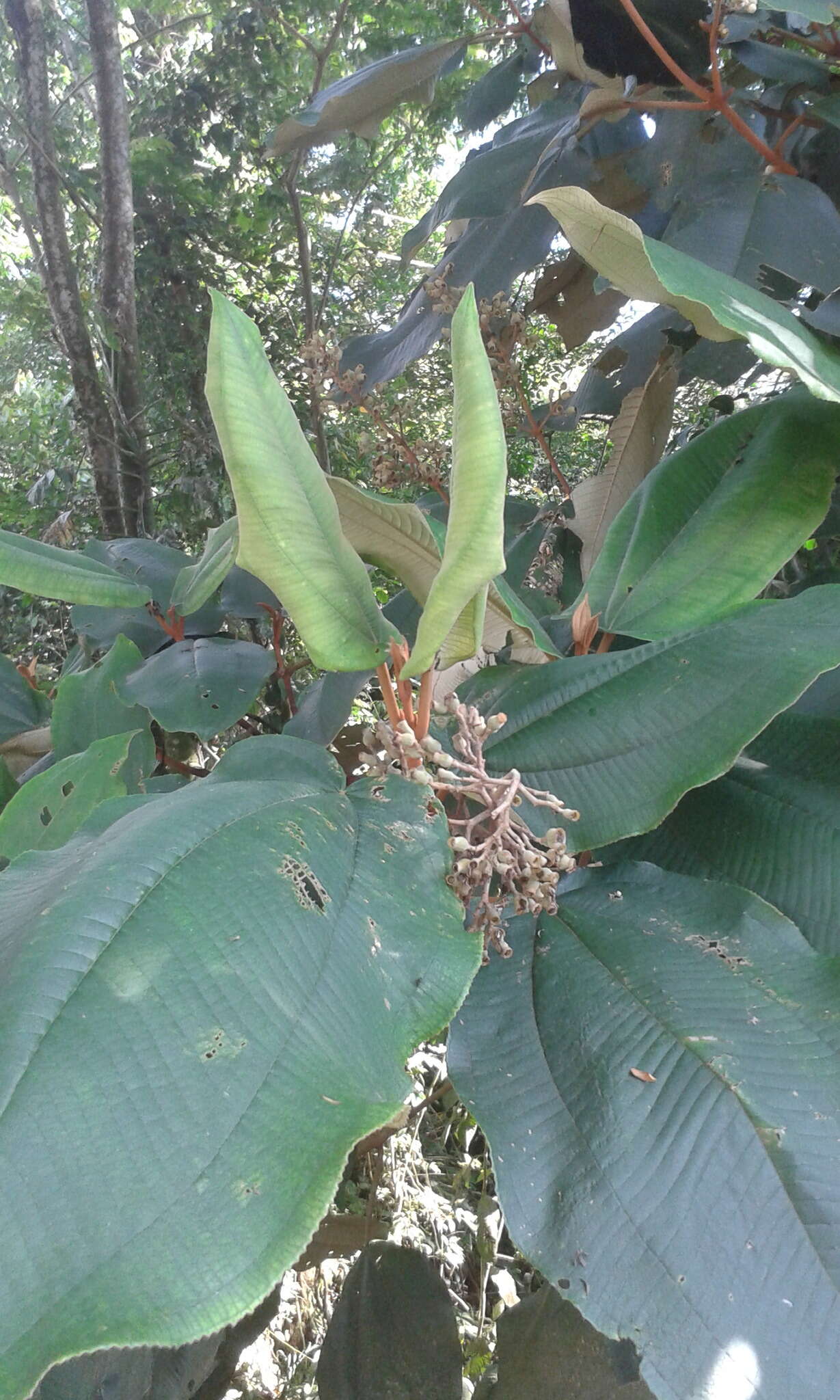 Image of Miconia amazonica Triana