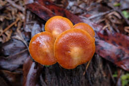 Image of Gymnopilus allantopus (Berk.) Pegler 1965