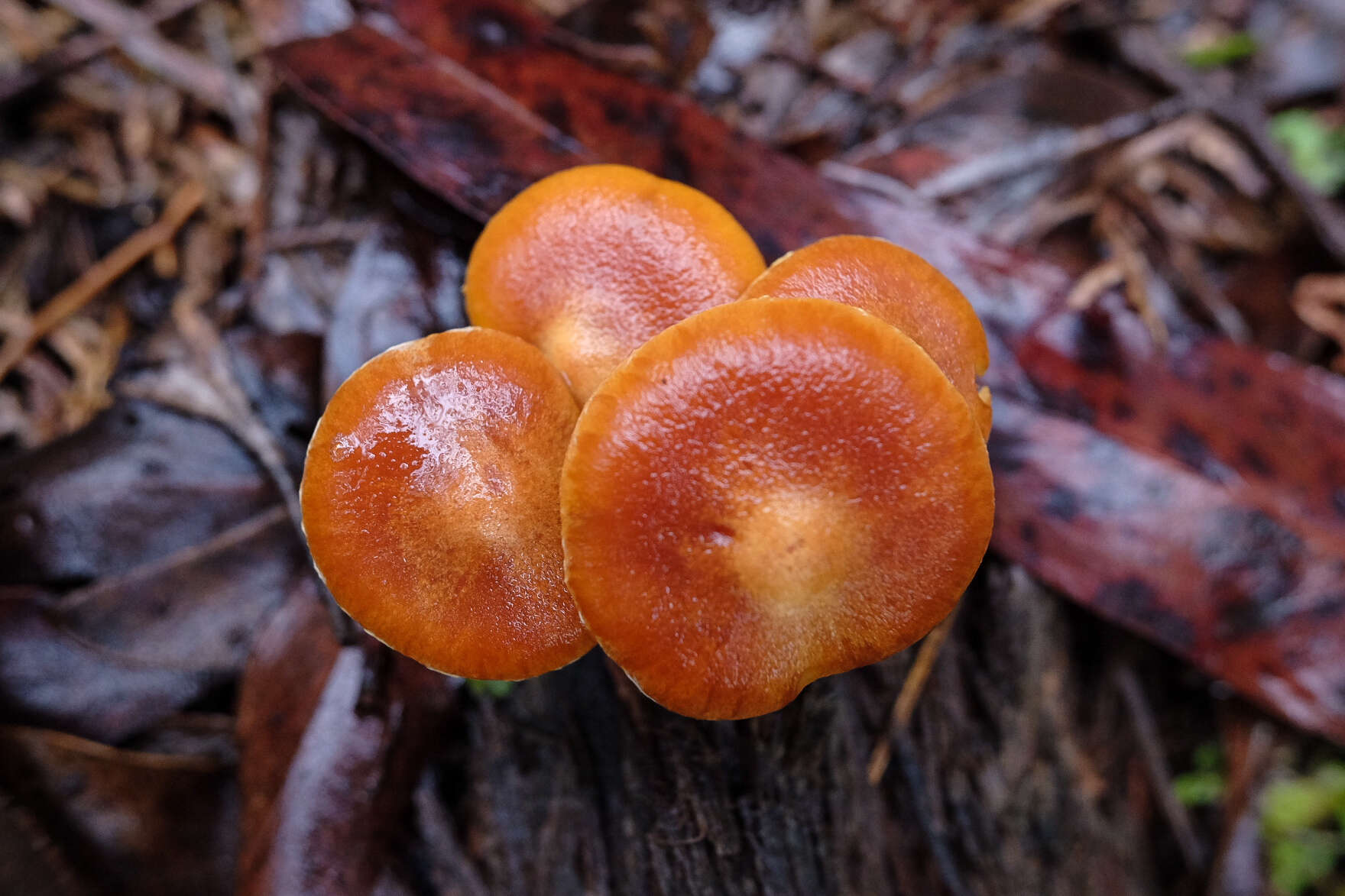 Image of Gymnopilus allantopus (Berk.) Pegler 1965