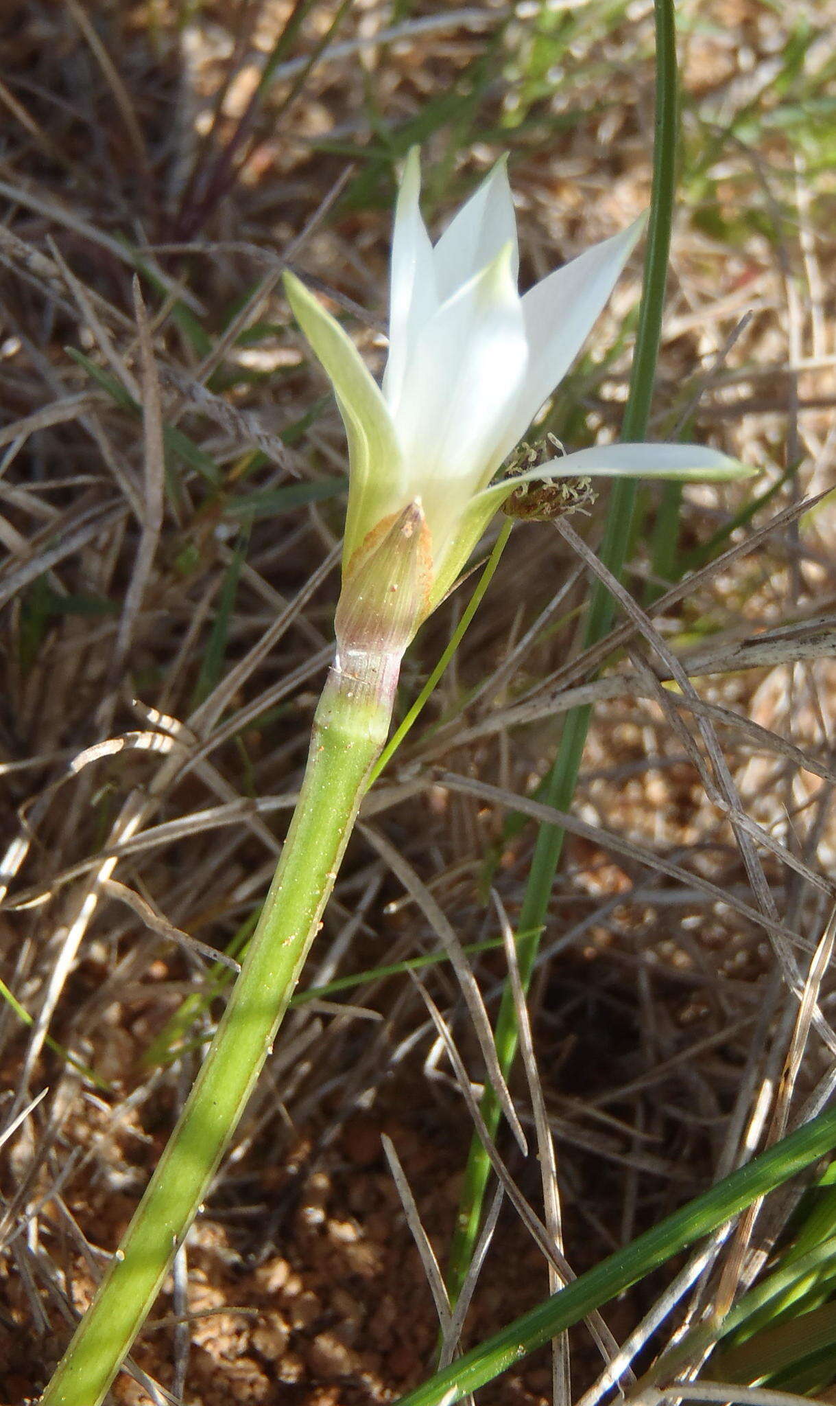 Image of Romulea flava var. viridiflora (Bég.) M. P. de Vos