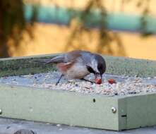 Image de Mésange à tête brune