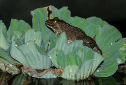 Image of Chinese Edible Frog