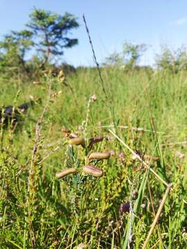 Genista anglica L. resmi