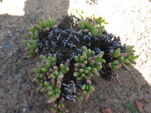 Image of Peersia macradenia (L. Bol.) L. Bol.