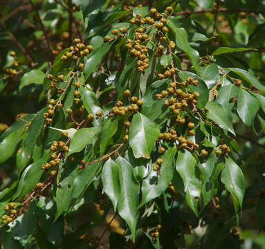 Image of Weeping Cleistanthus