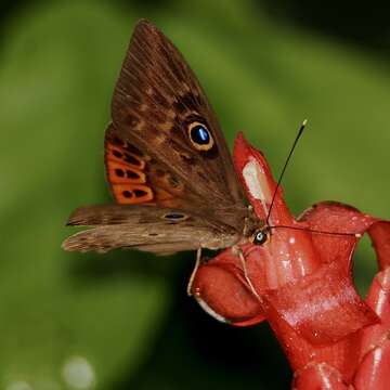 Image of Eurybia patrona Weymer 1875