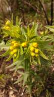 Image of Carolina puccoon