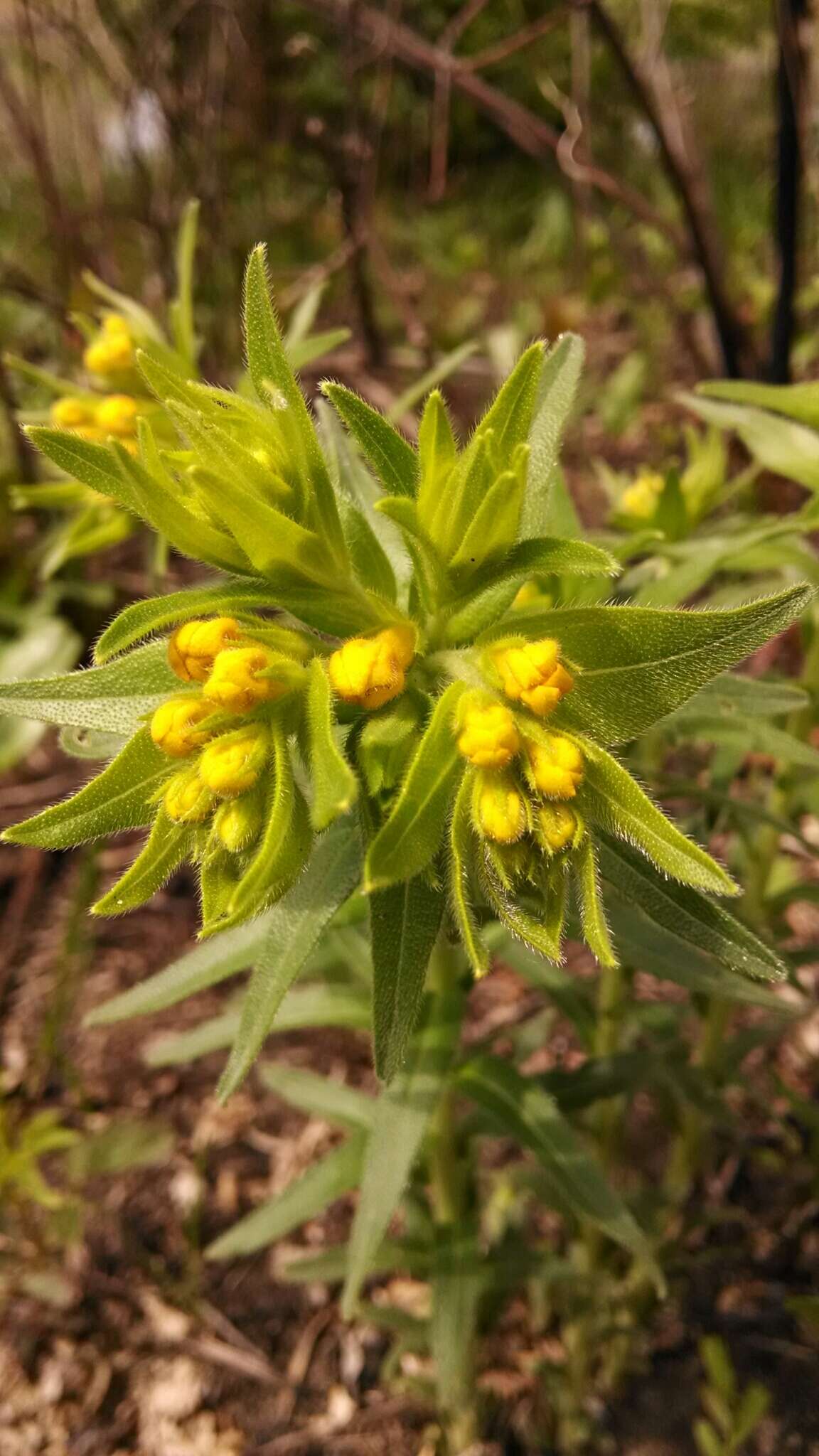 Image of Carolina puccoon