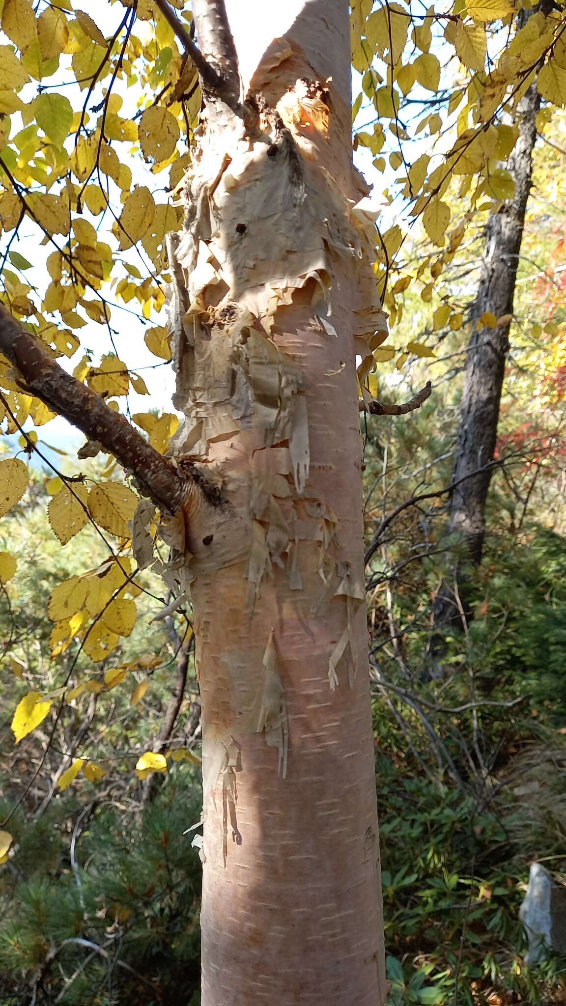 Image of Betula costata Trautv.