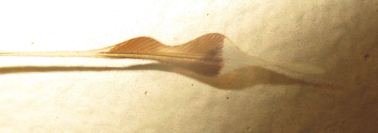 Image of Nemeura glauningi (Kolbe 1901)